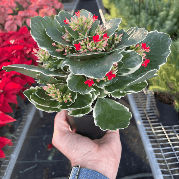 red flowering succulent plants Kalanchoe