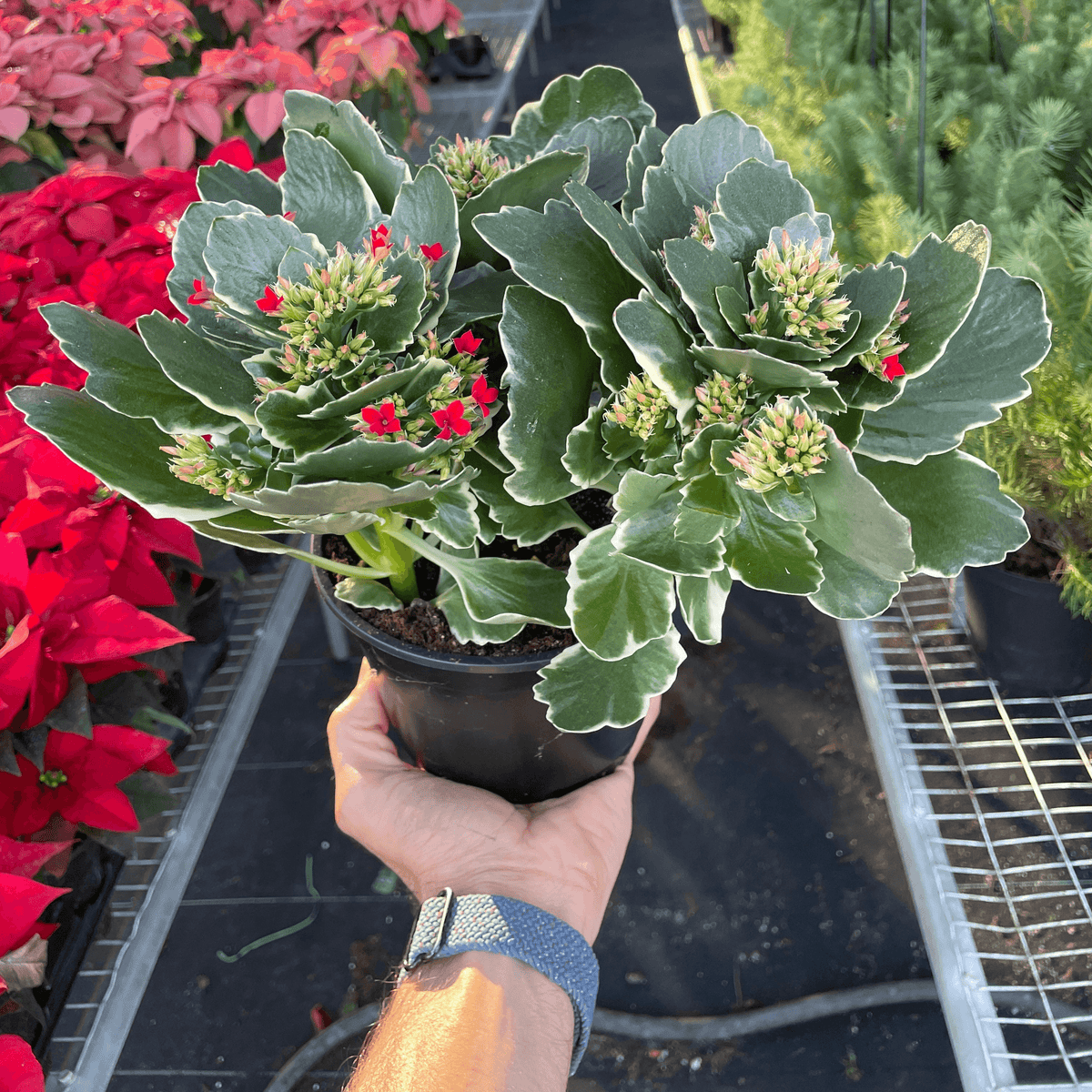 vivid root succulents Kalanchoe