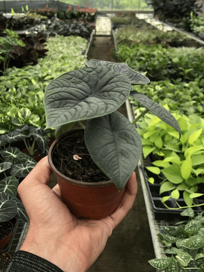 Alocasia Melo