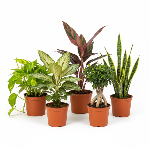 Indoor Houseplant Subscription - All About Planties