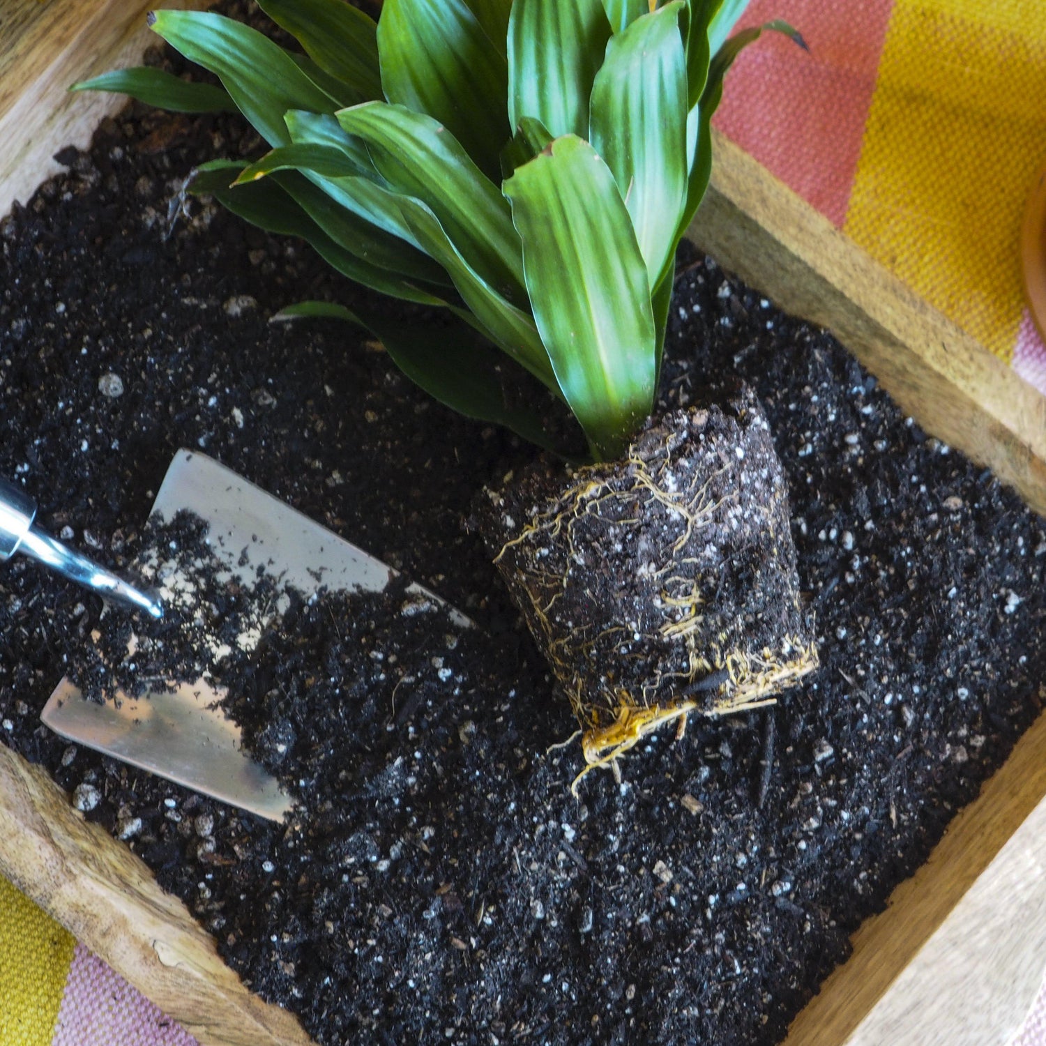  indoor-plant-potting-soil-puck