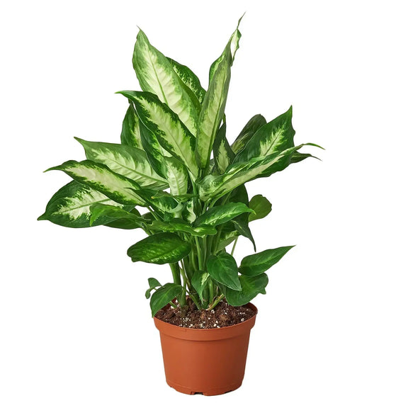 care for a dieffenbachia plant Dieffenbachia Camille | Easy Care Indoor Plant