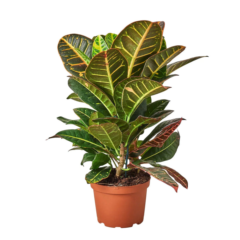 large croton-petra-josephs-coat plant