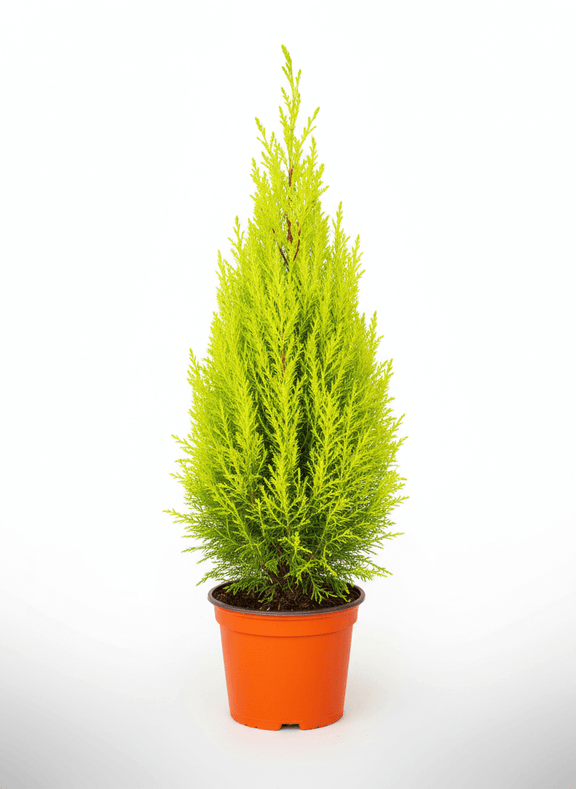 lemon smelling house plant Lemon Cypress