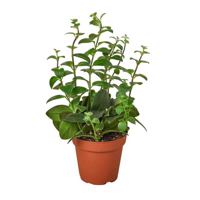 lipstick-plant in 4inch plant pot