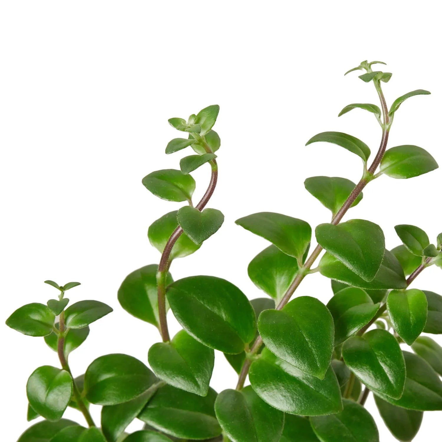 lipstick-plant close up