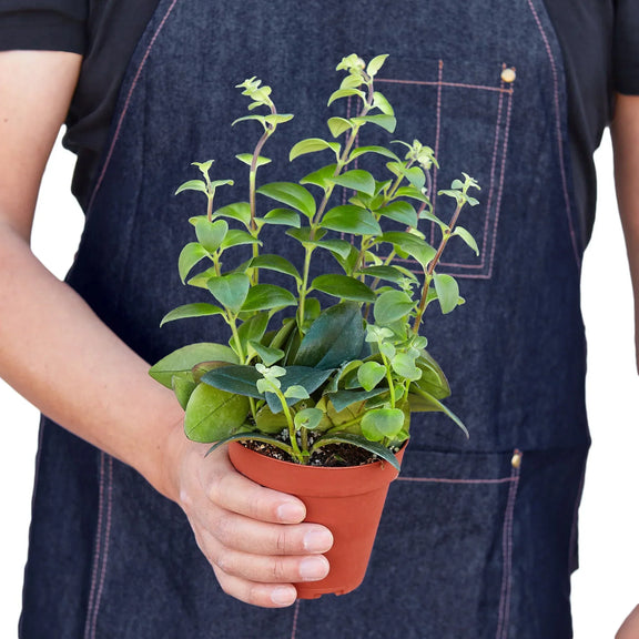 person holding a lipstick-plant 