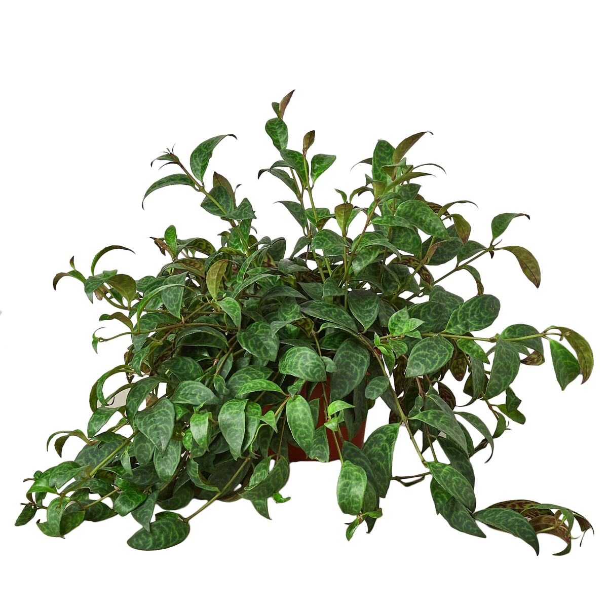 lipstick-plant in a 6inch pot