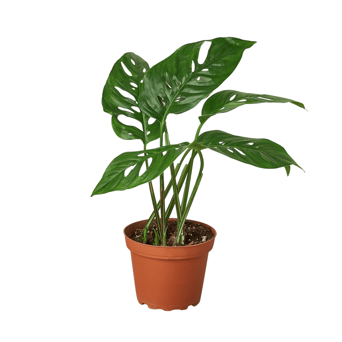 Monstera Adansonii Swiss Cheese plant with perforated heart-shaped leaves in 4-inch orange nursery pot by All About Planties