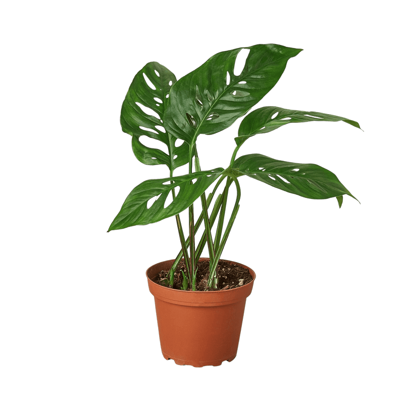 Monstera Adansonii Swiss Cheese plant with perforated heart-shaped leaves in 4-inch orange nursery pot by All About Planties