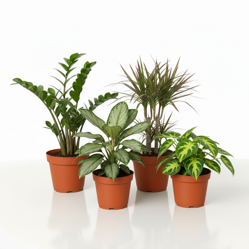 Low light houseplant bundle with ZZ Plant Dracaena Pothos in orange nursery pots