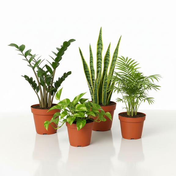 Low light houseplant bundle with ZZ Plant Snake Plant Pothos and Parlor Palm in orange pots