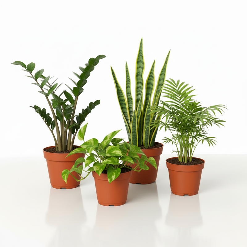 Low light houseplant bundle with ZZ Plant Snake Plant Pothos and Parlor Palm in orange pots