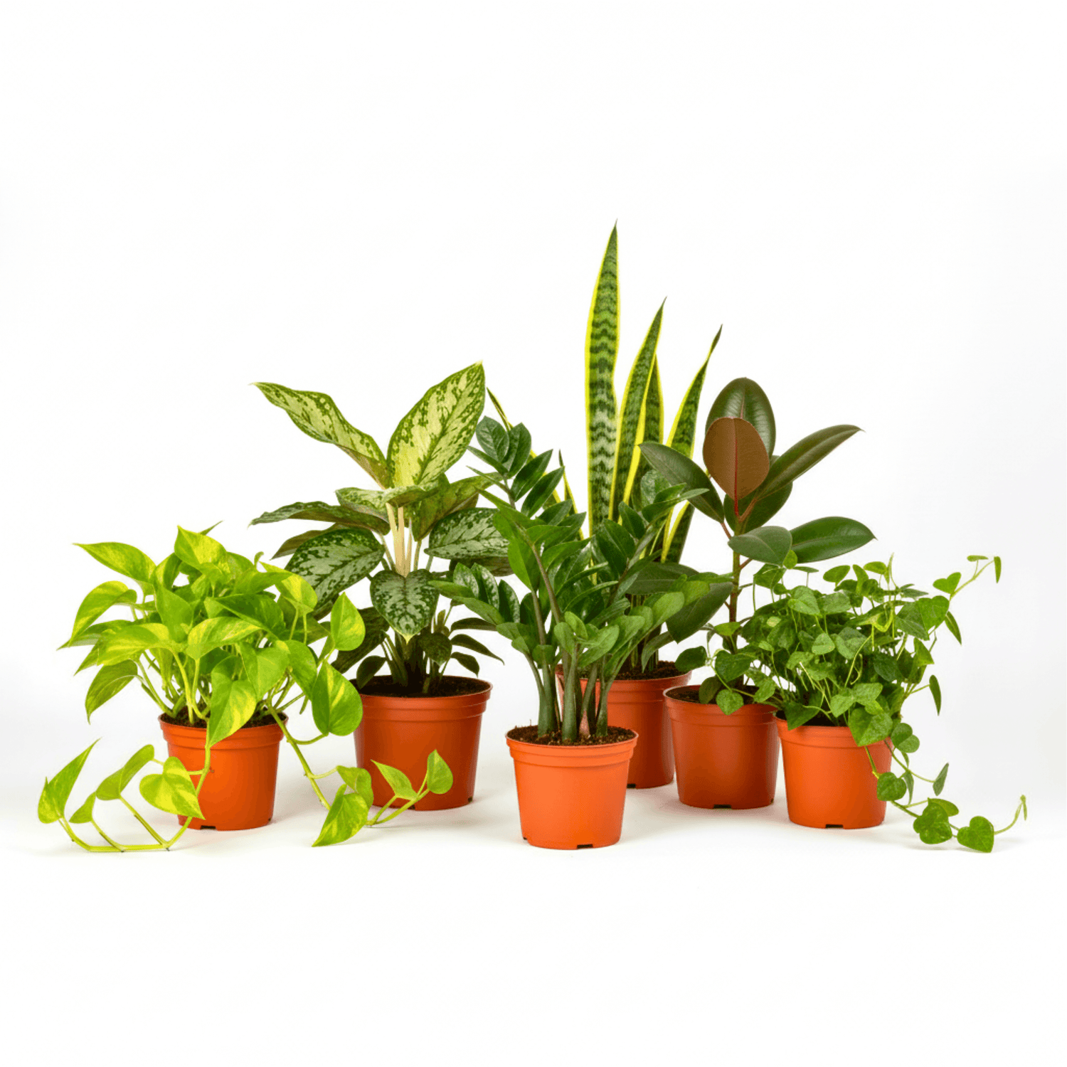 best indoor house plants low light Low-Light Plant Subscription