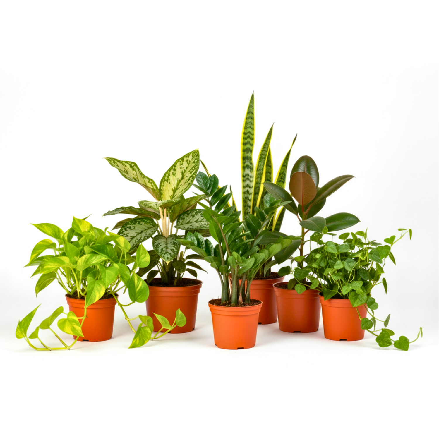 Collection of Low-Light Plant Subscription Box - Jade Pothos, ZZ Plant, Aglaonema & Snake Plant