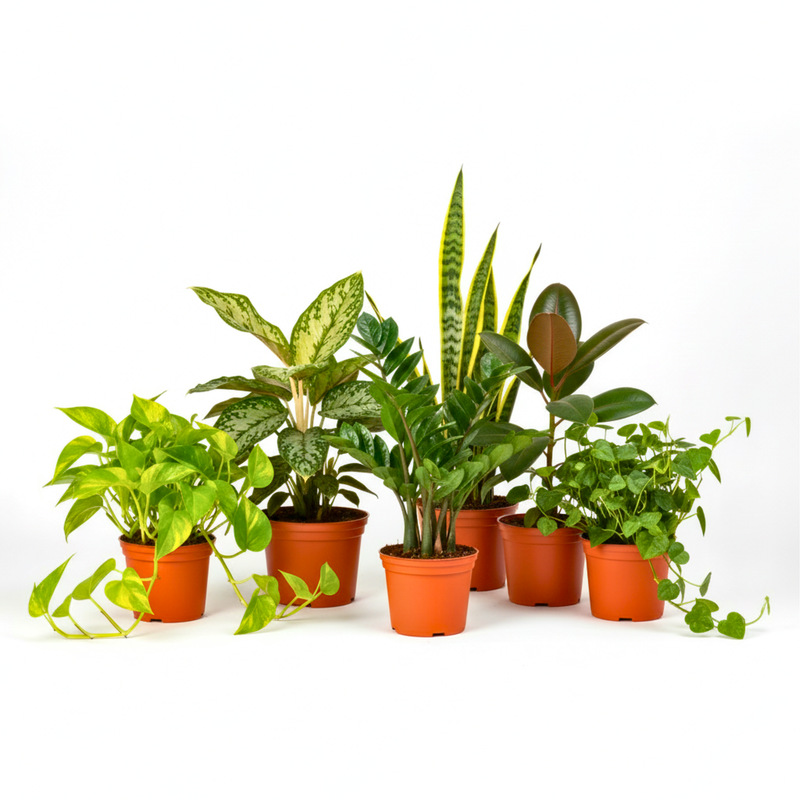 Collection of Low-Light Plant Subscription Box - Jade Pothos, ZZ Plant, Aglaonema & Snake Plant