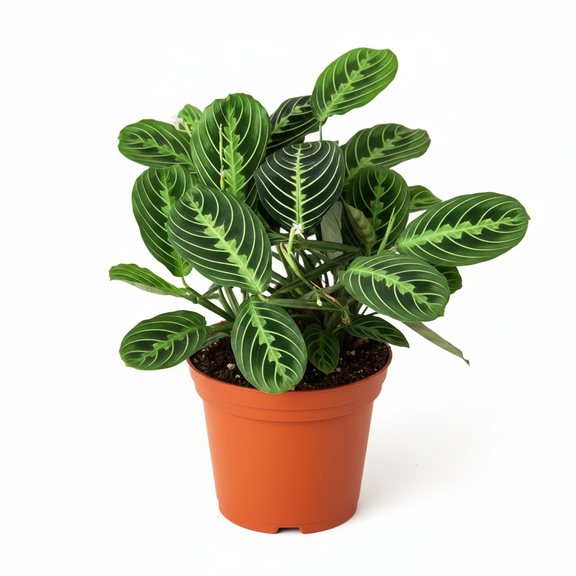 Maranta 'Lemon Lime' prayer plant with lime green striped variegated leaves in 4inch orange nursery pot on white background at All About Planties