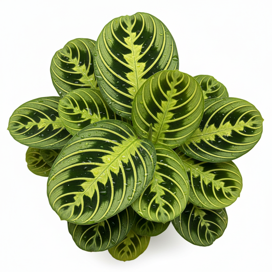 Maranta leuconeura lemon lime plant in bright interior corner with houseplants - indoor plant styling