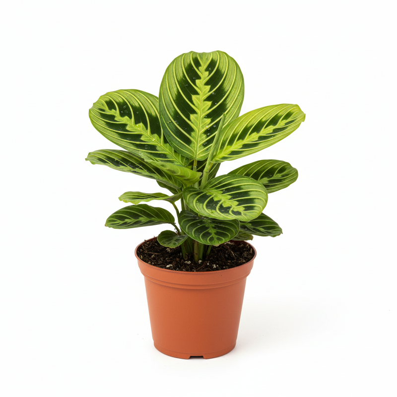 Maranta leuconeura lemon lime prayer plant in 4-inch orange terracotta pot on white background