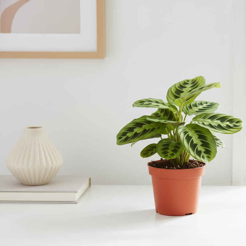 Maranta leuconeura lemon lime plant in bright interior corner with houseplants - indoor plant styling
