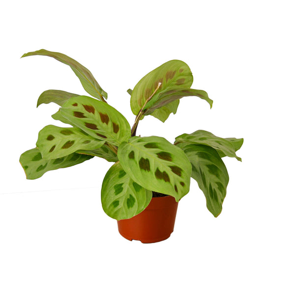 maranta-leuconeura-plant