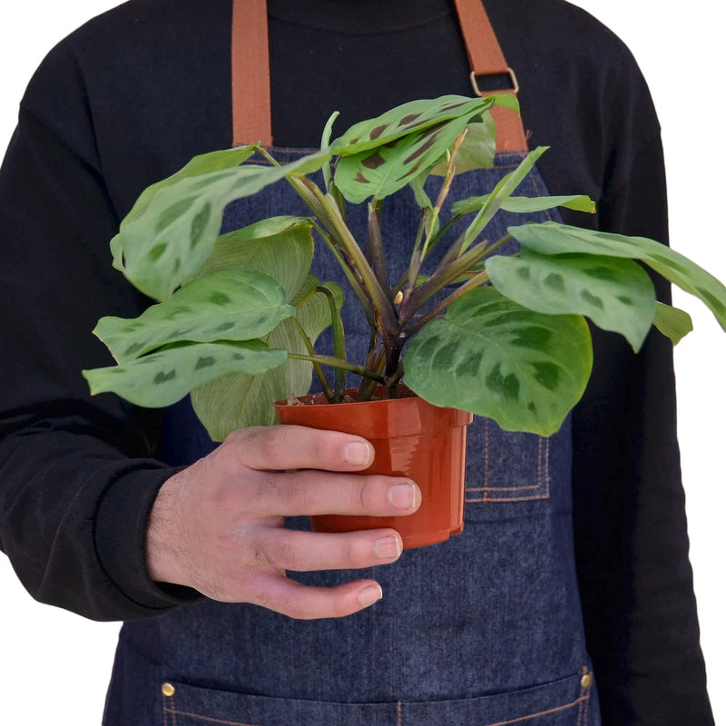 person holding a maranta-leuconeura-plant