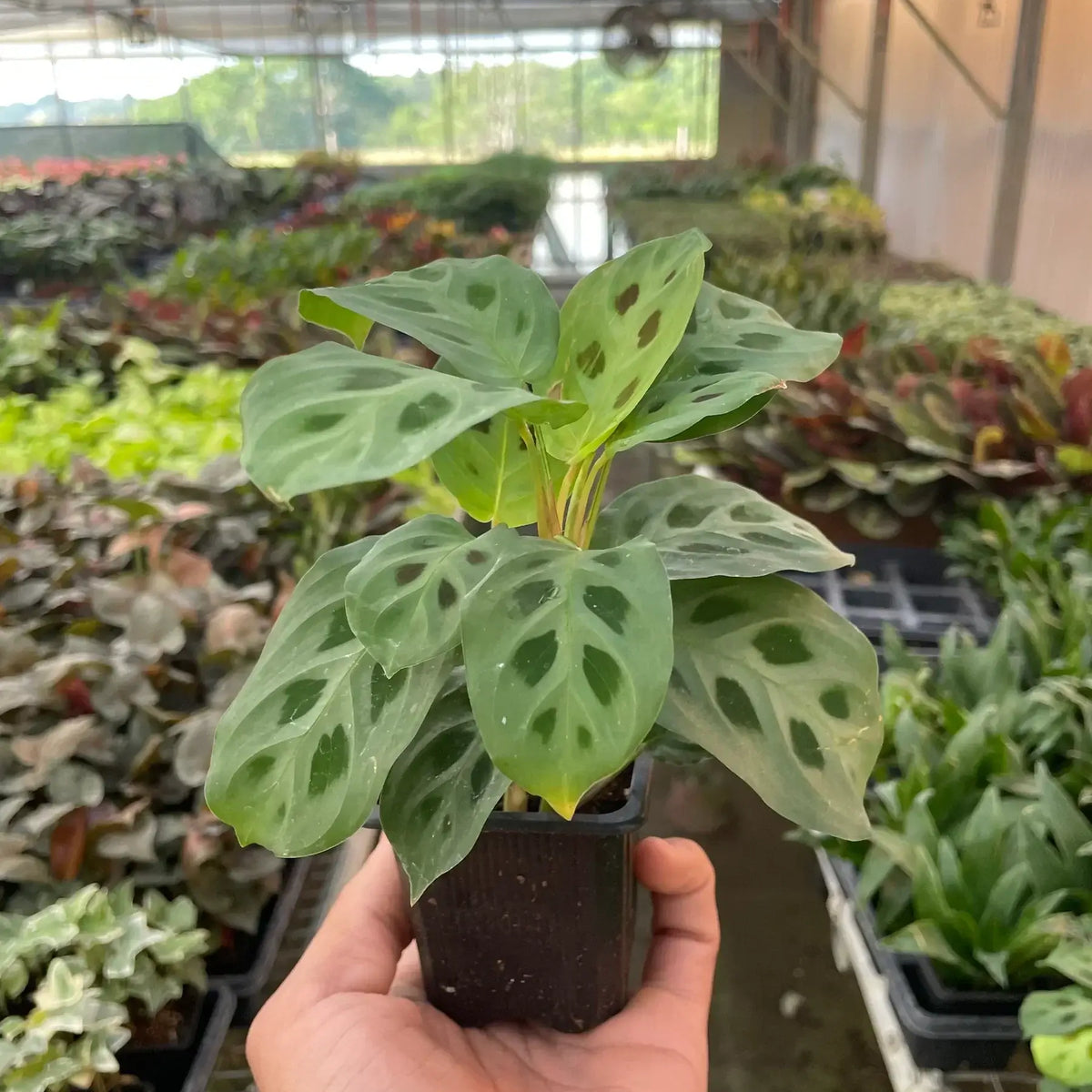 maranta-leuconeura-plant in a 3inch nursery pot