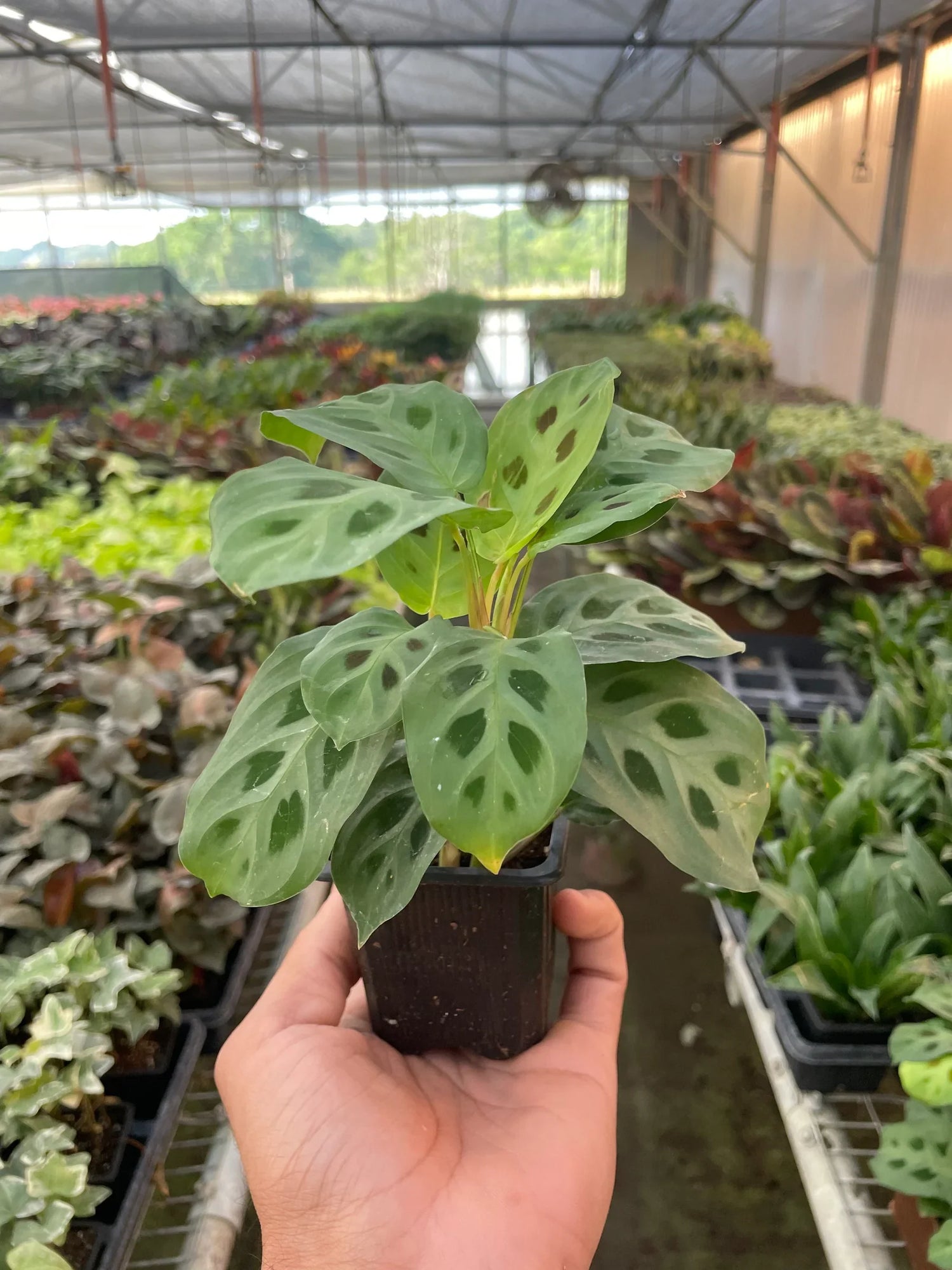 maranta-leuconeura-plant in a 3inch nursery pot