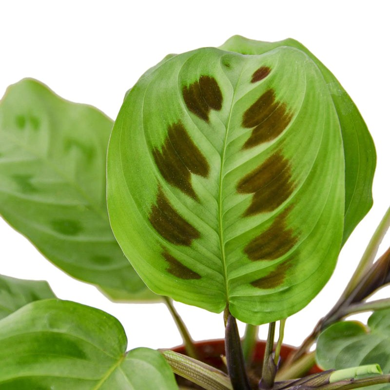 maranta-leuconeura-plant closeup