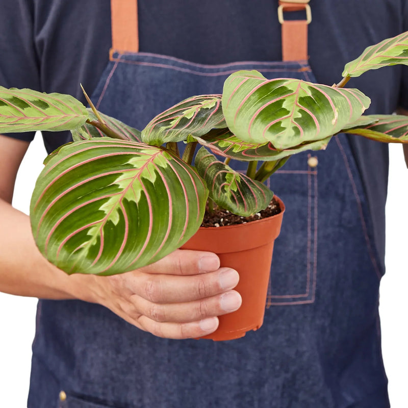 person holding a maranta-red-prayer plant