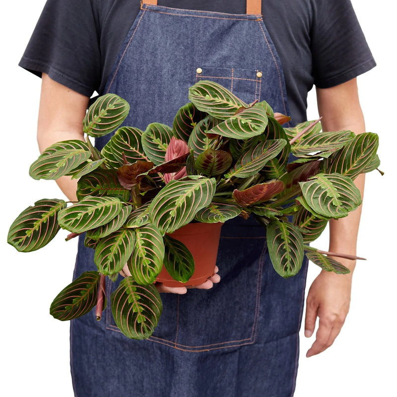 person holding a maranta-red-prayer plant