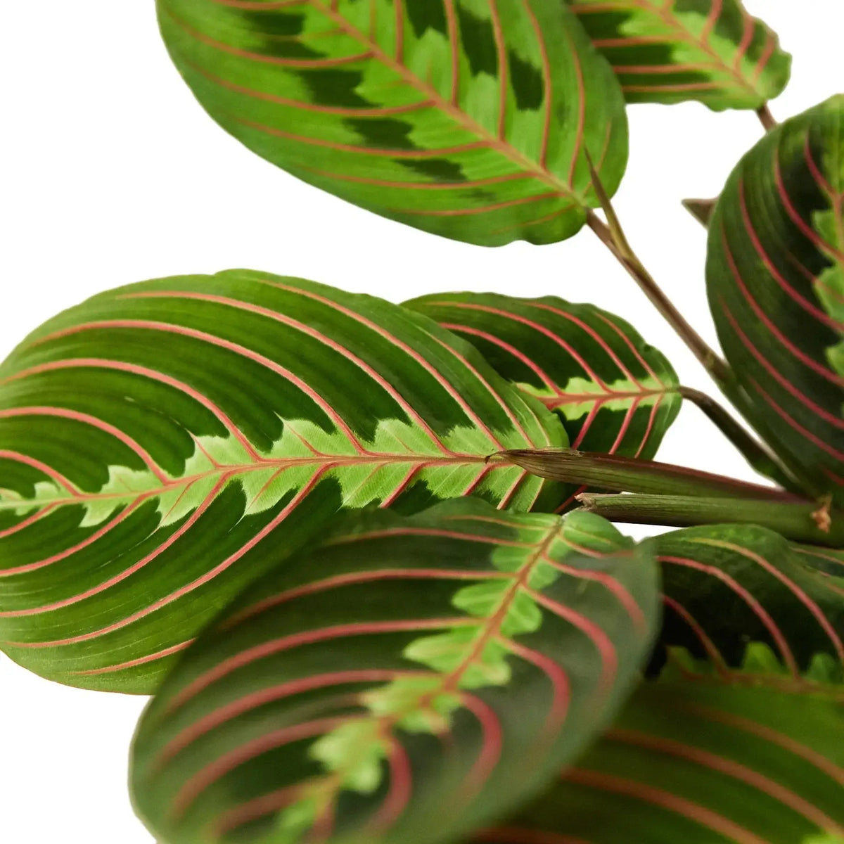 Prayer Plant leaf close up - red veins and herringbone pattern detail Maranta