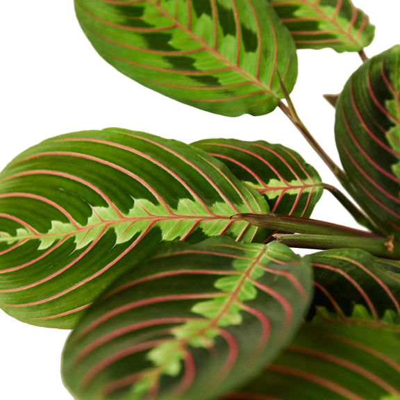 maranta-red-prayer leaves closeup