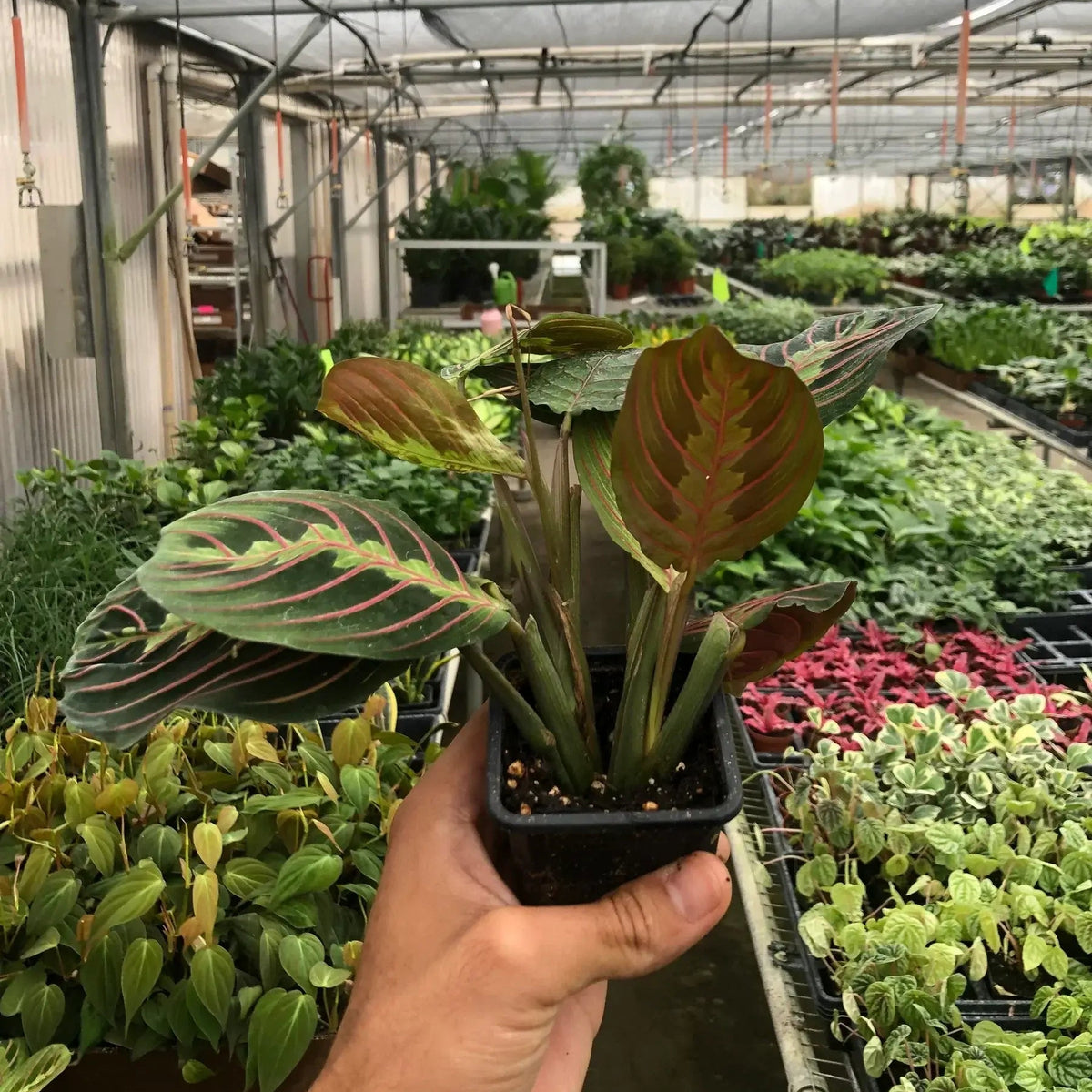 Prayer Plant potted in 3 inch pot  in greenhouse - Maranta leuconeura with burgundy undersides growing
