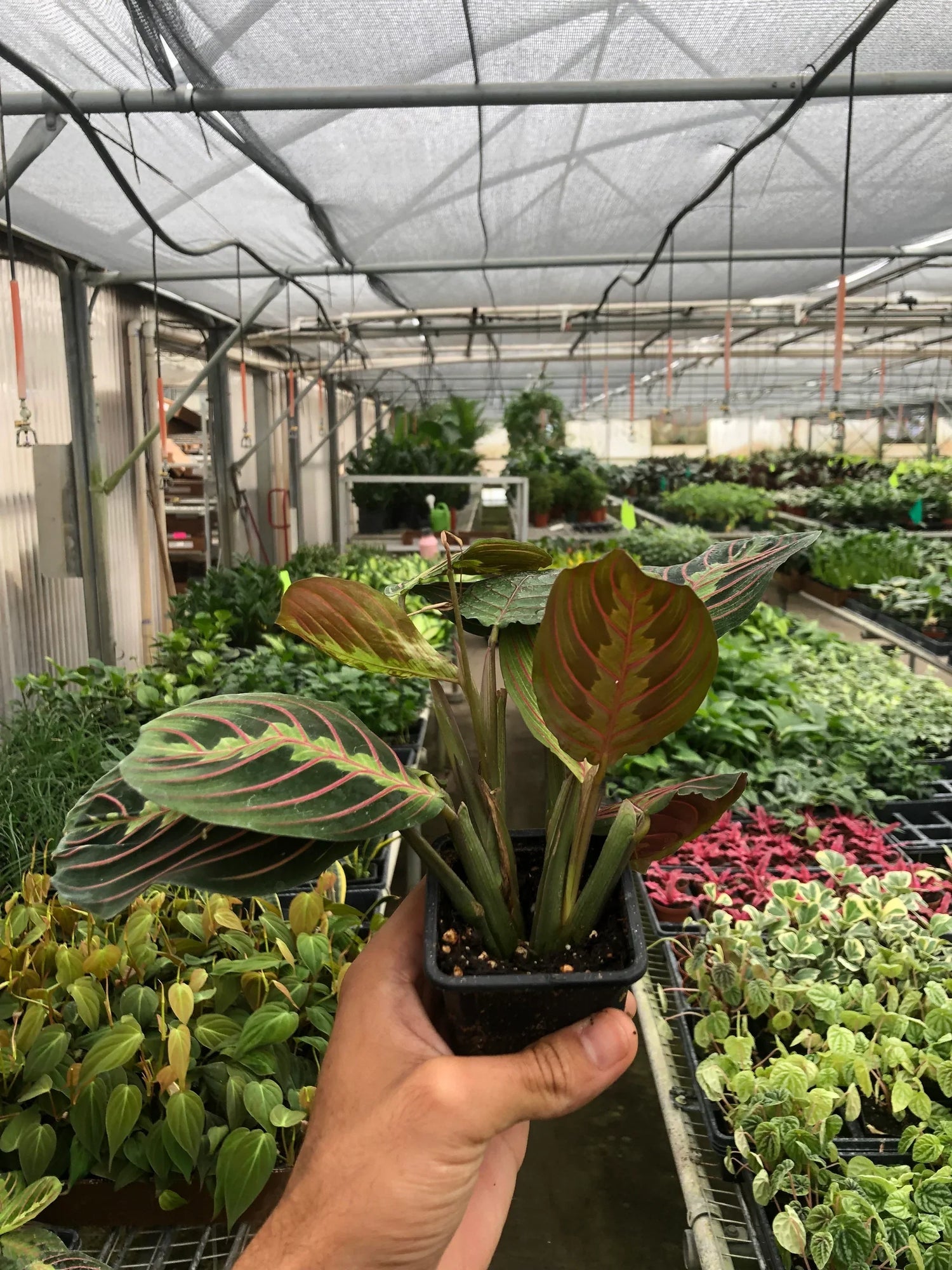 maranta-red-prayer 3inch plant