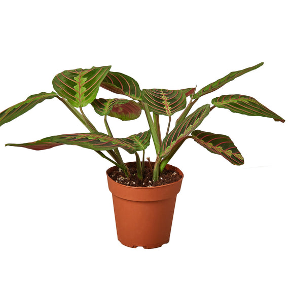 maranta-red-prayer 4inch pot