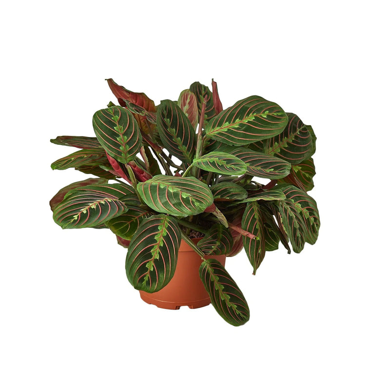 maranta-red-prayer 6inch pot