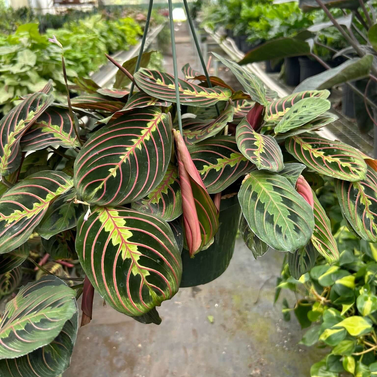 Prayer Plant hanging basket in greenhouse - Maranta leuconeura with burgundy undersides growing