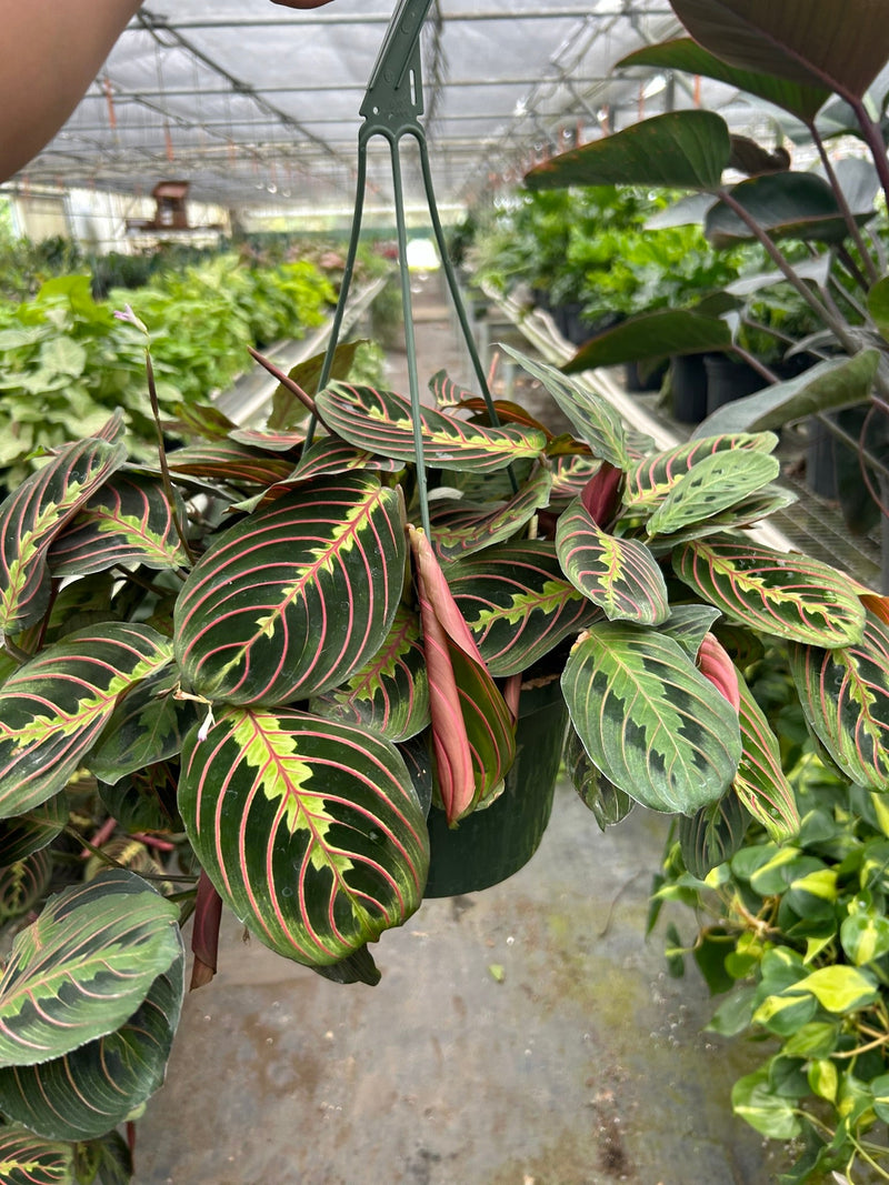 maranta-red-prayer 8inch plant 