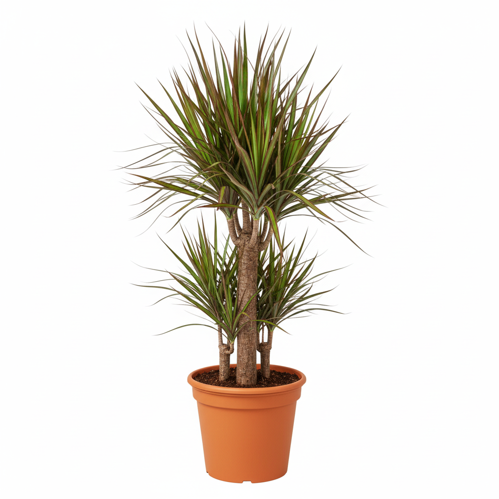 Mature Dracaena Marginata Sunshine Dragon Tree with tall trunk in large orange pot