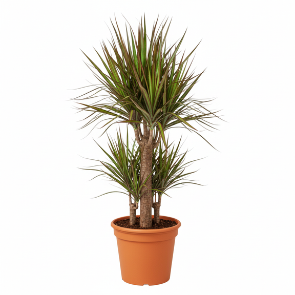 Mature Dracaena Marginata Sunshine Dragon Tree with tall trunk in large orange pot