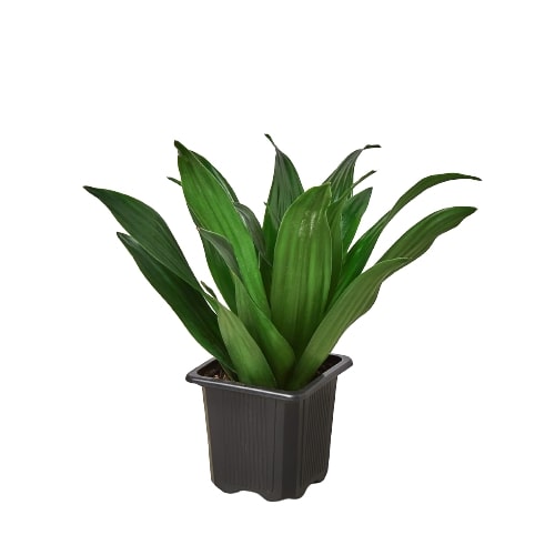 compact dracaena plant The Snobby Leaf | Dracaena 'Janet Craig' - 6 inch Pot