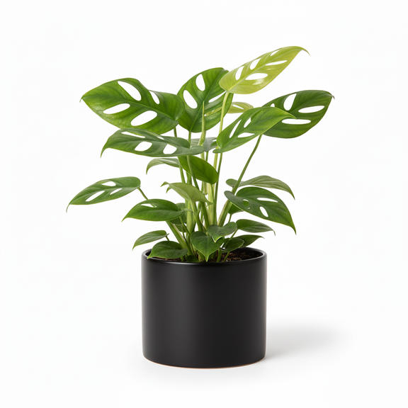 Mini Monstera Rhaphidophora tetrasperma with fenestrated climbing leaves in sleek black cylinder ceramic pot on white background