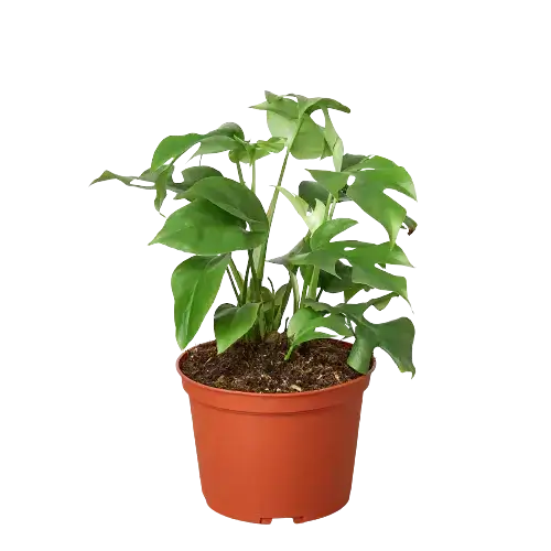 mini-monstera-philodendron plant of 6 inch pot