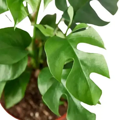 Closeup of Mini Monstera Leaves | Tropical houseplant for Delivery at All About Planties
