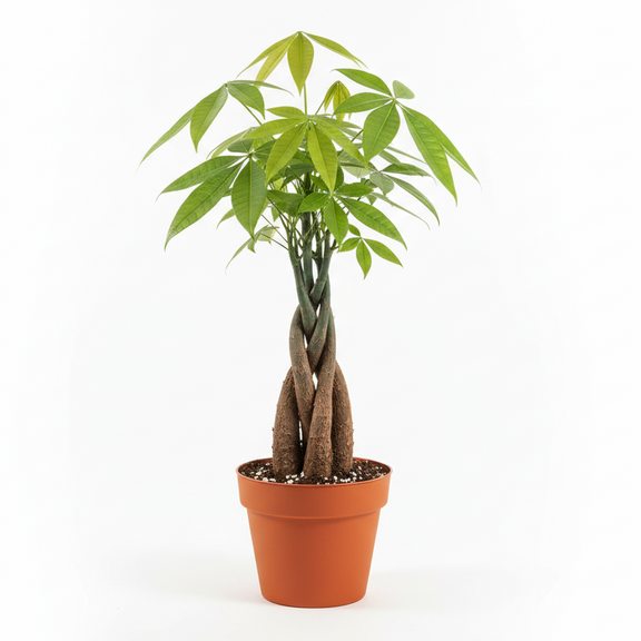 Braided Money Tree plant in orange 4" nursery pot - Pachira aquatica with hand-woven trunk and glossy palmate leaves