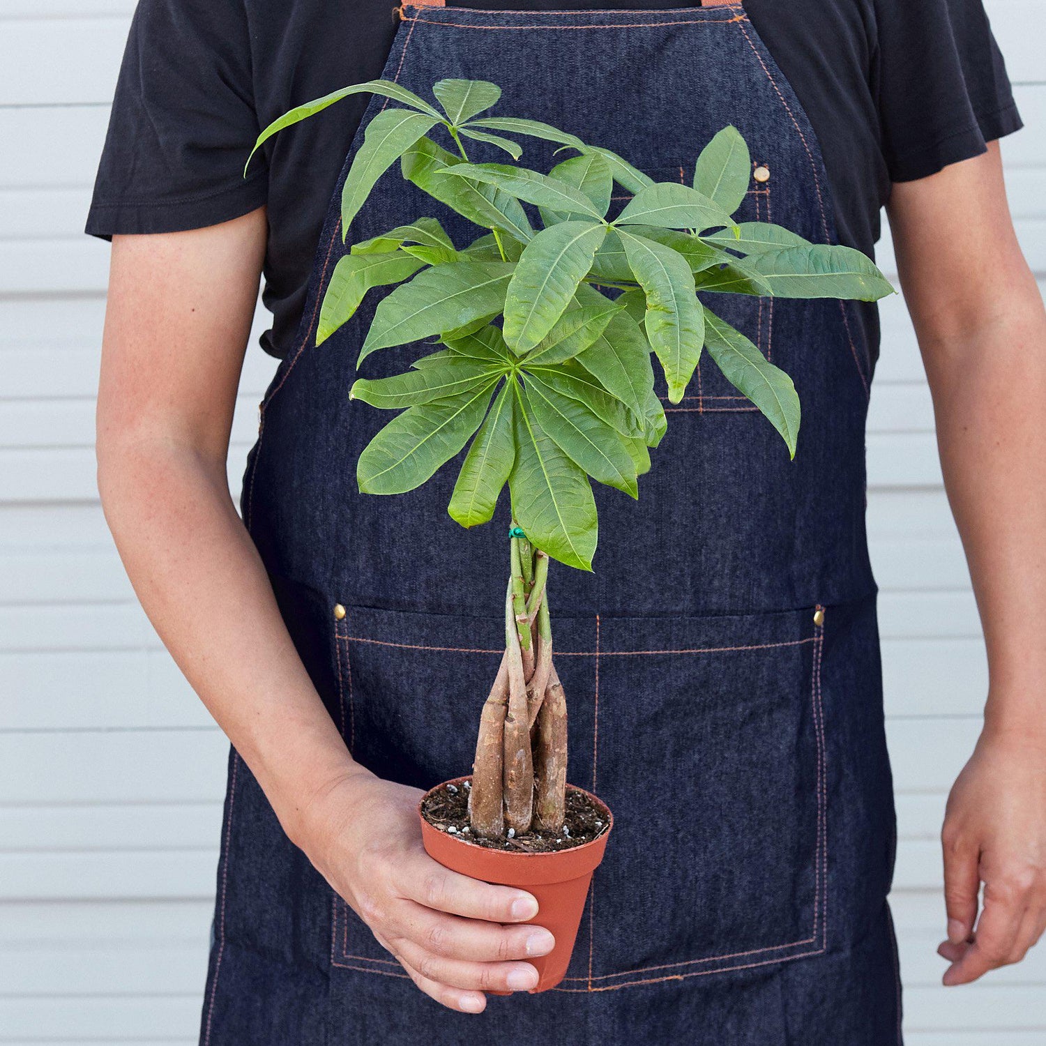 person holding a money tree