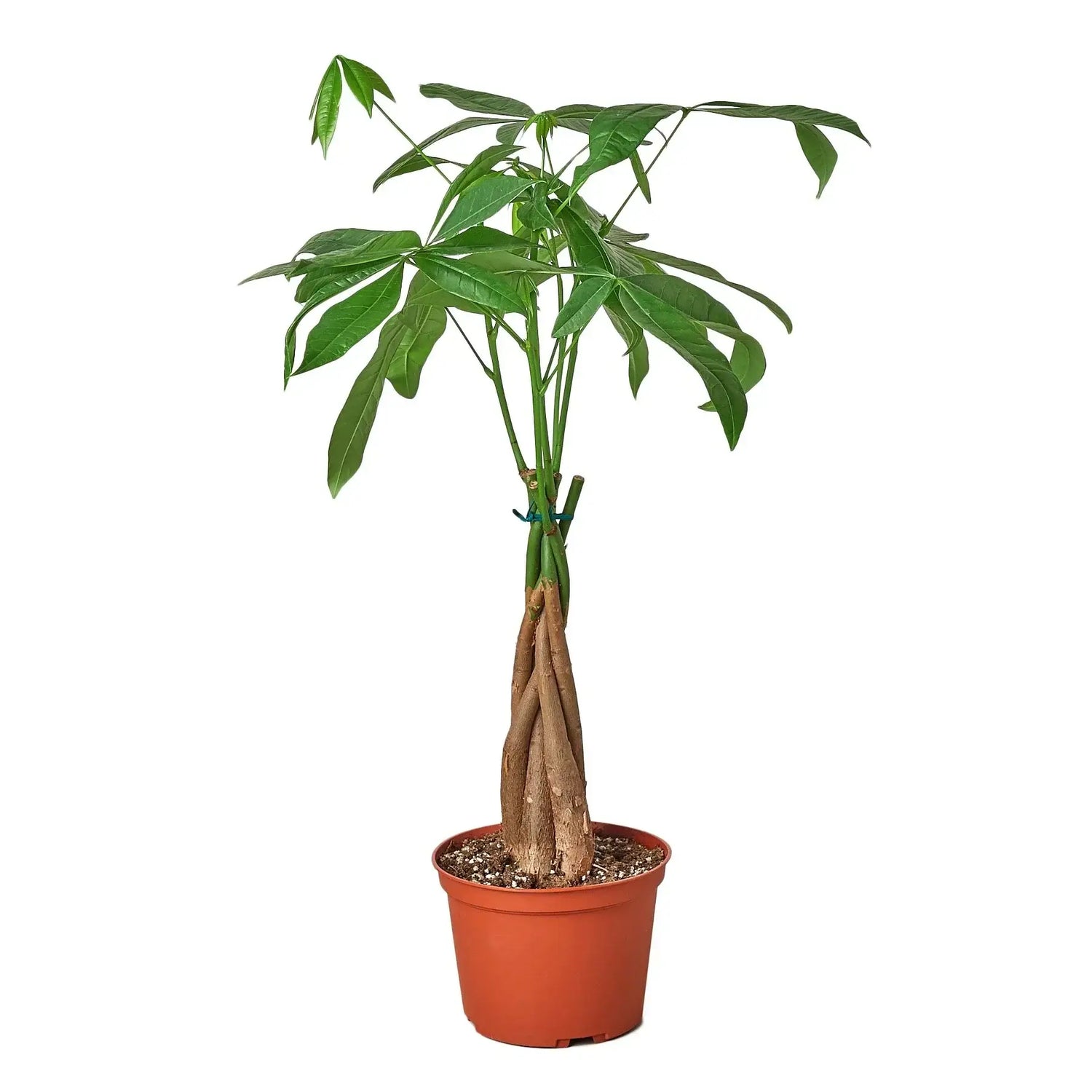 spanish money plant Money Tree Braided