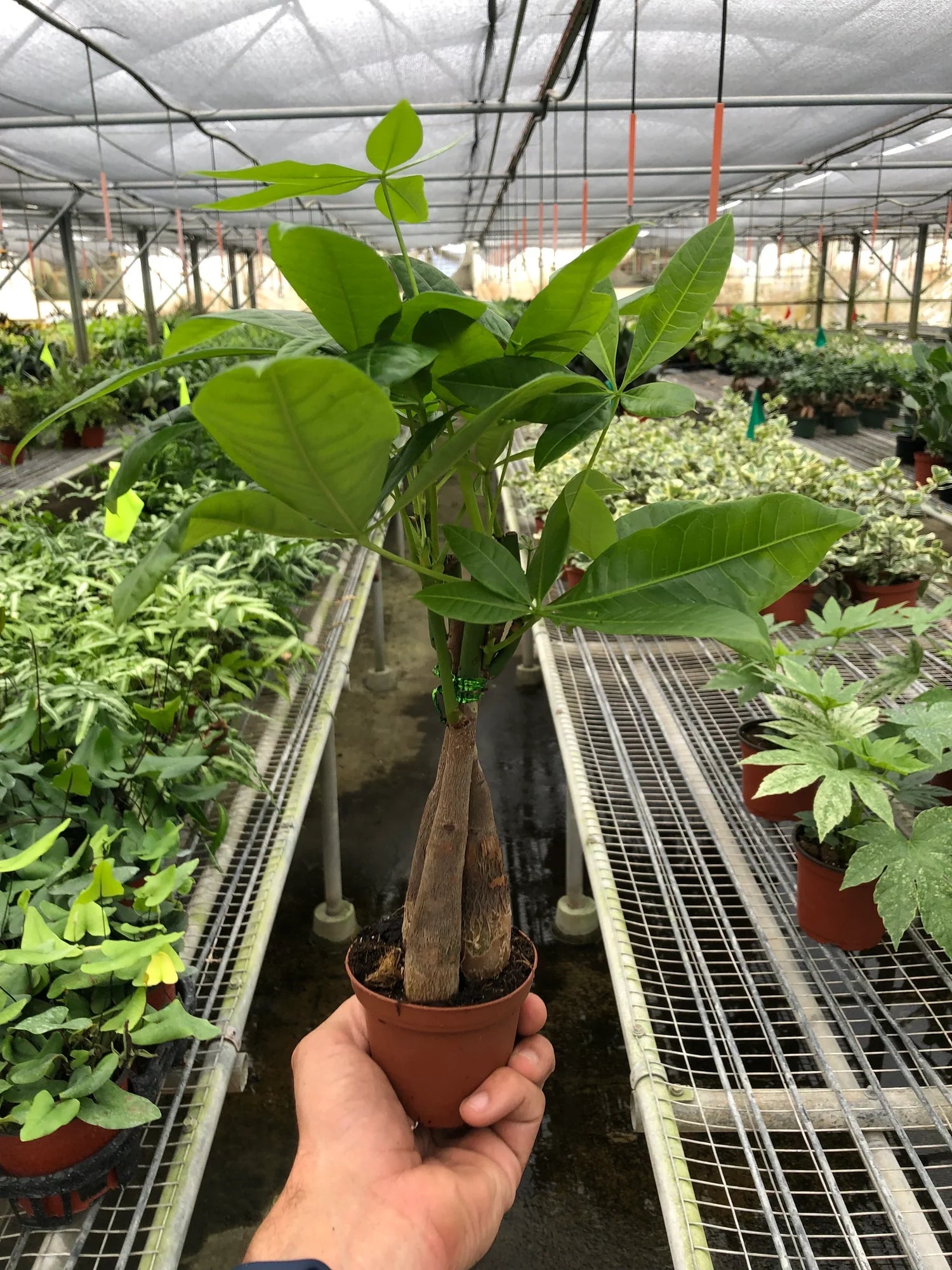 person holding a money-tree in a nursery