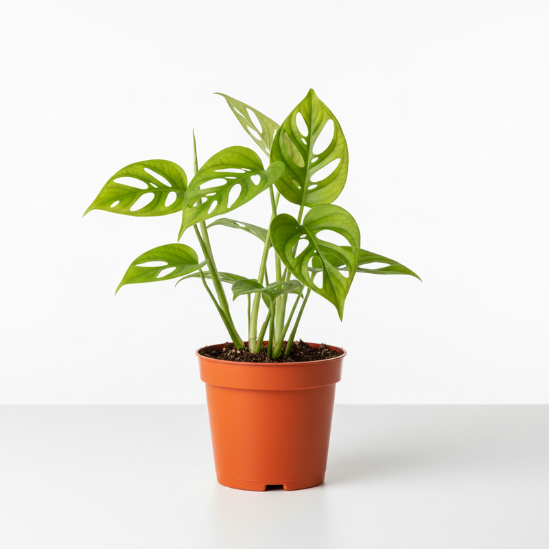 Monstera adansonii 4" - square format